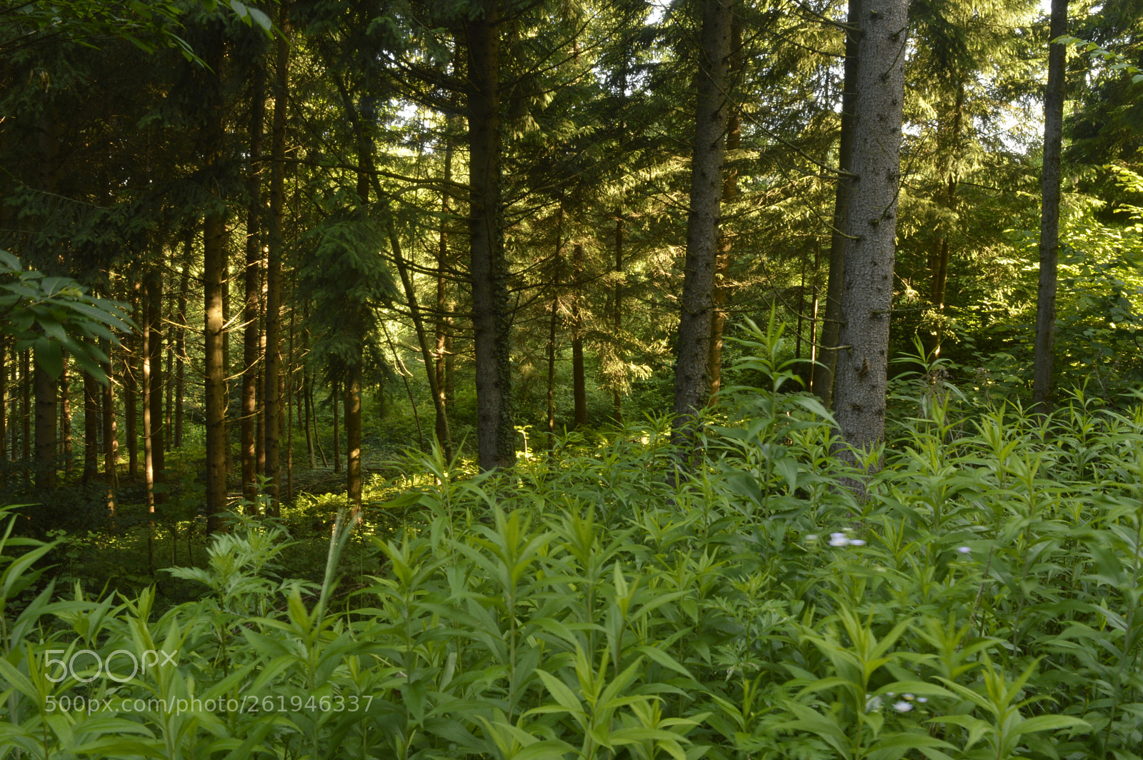 Nikon D3200 sample photo. Light in forest photography