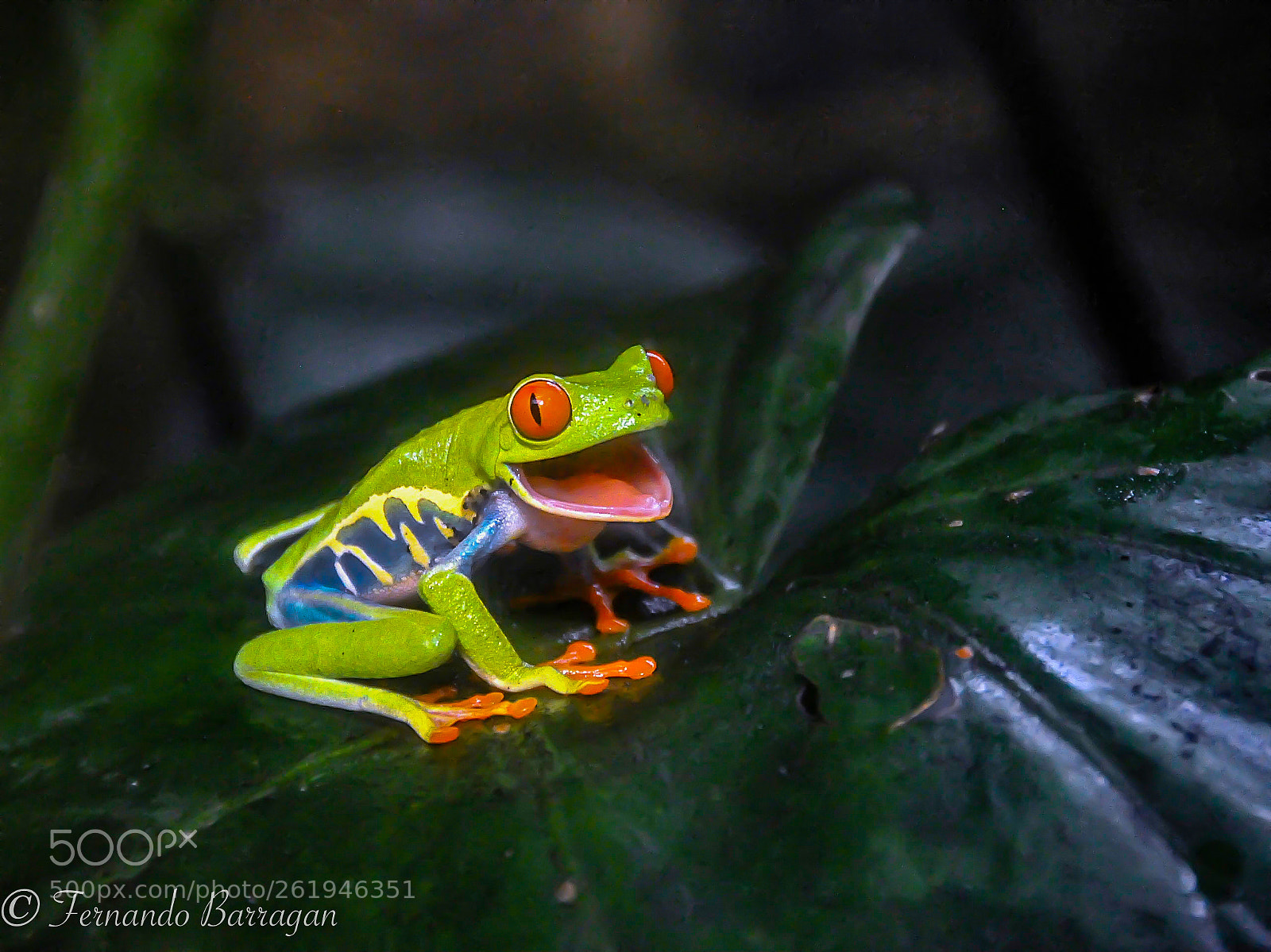 Nikon D300S sample photo. La rana que rie photography