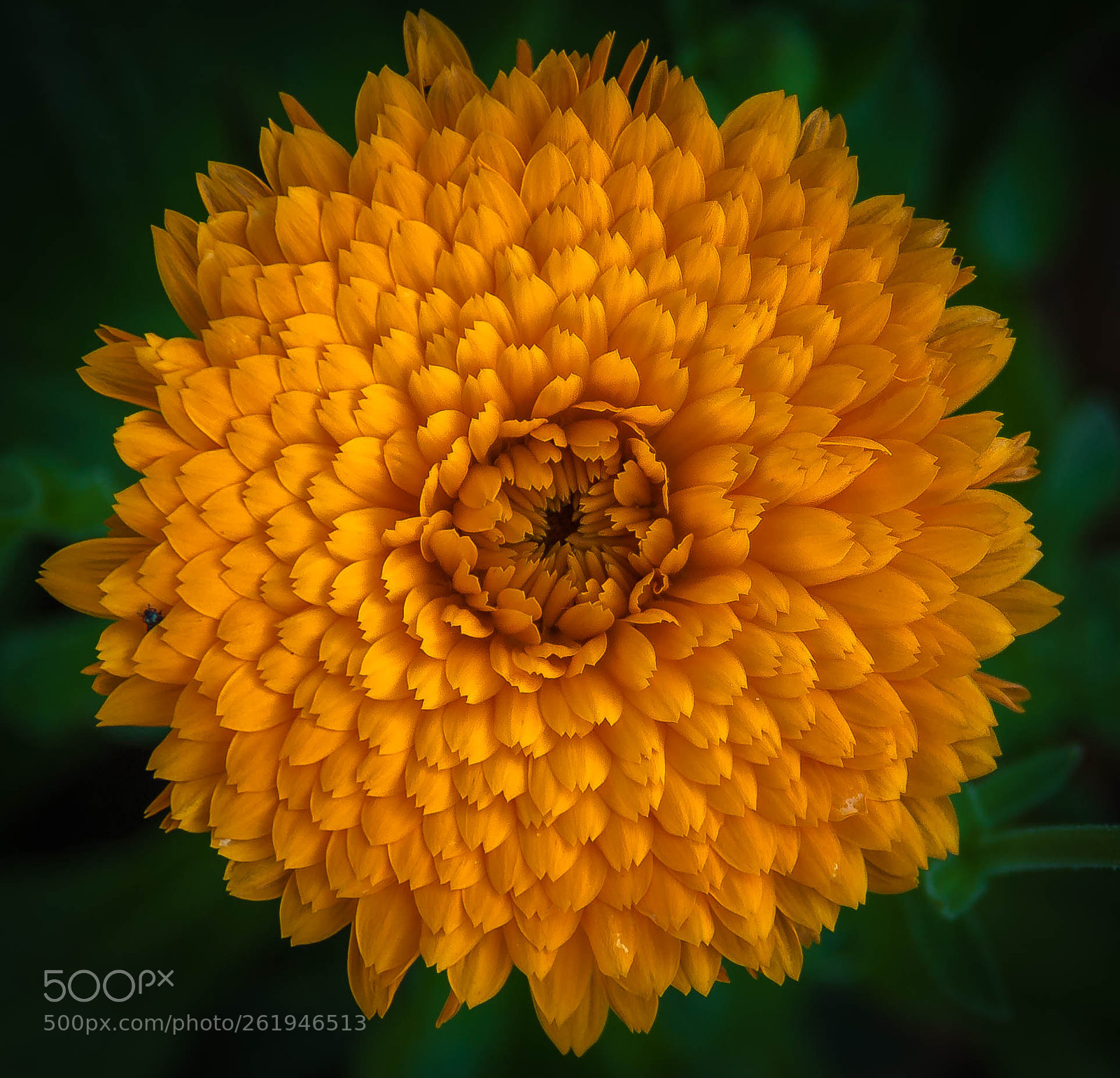 Canon EOS 700D (EOS Rebel T5i / EOS Kiss X7i) sample photo. Ringelblume - marigold photography