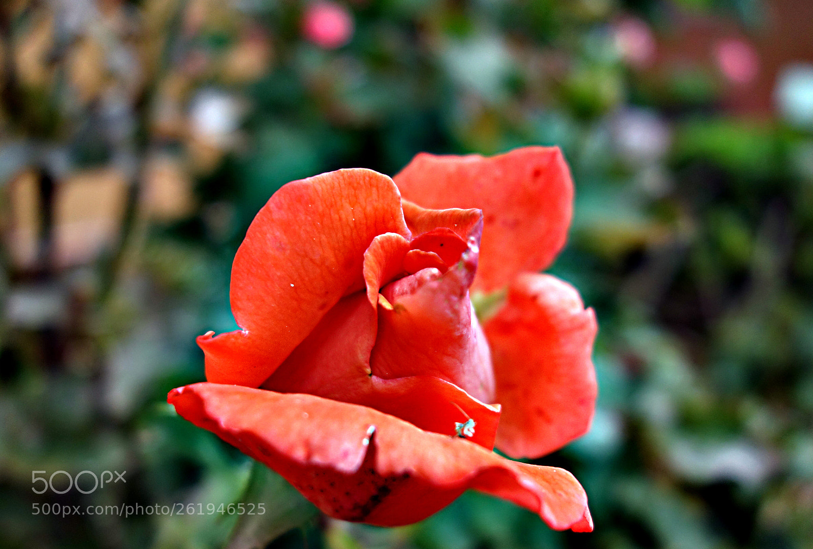 Sony Cyber-shot DSC-RX100 sample photo. Copia photography
