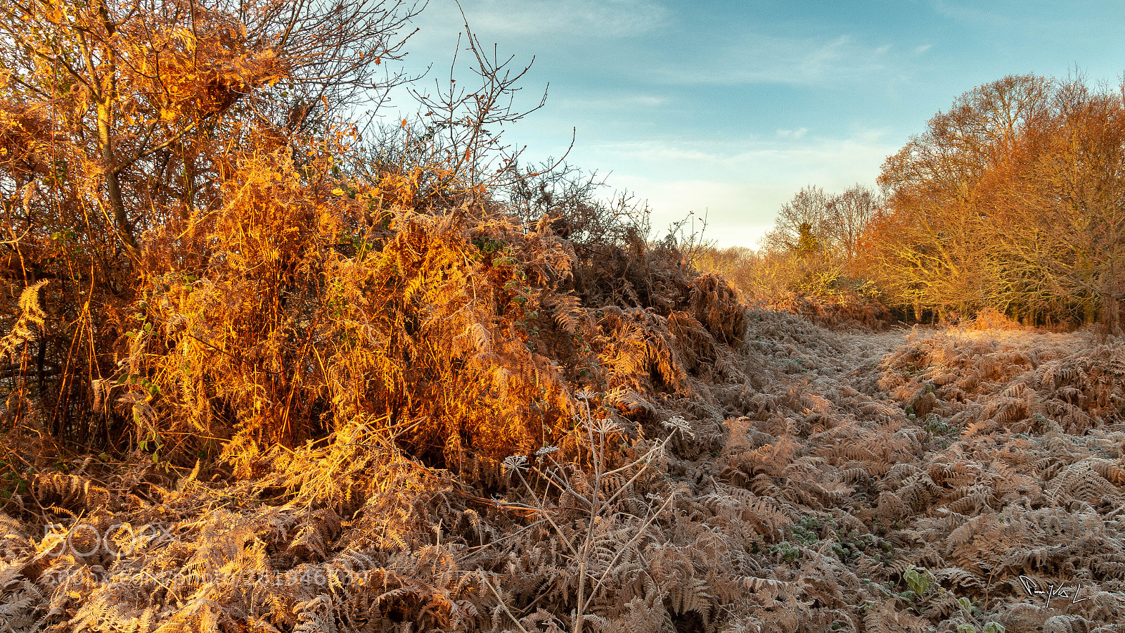 Canon EOS 70D sample photo. Marais au petit matin photography