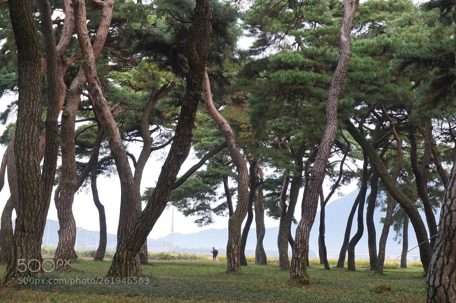 Sony Alpha a5000 (ILCE 5000) sample photo. Potographer in the pine photography