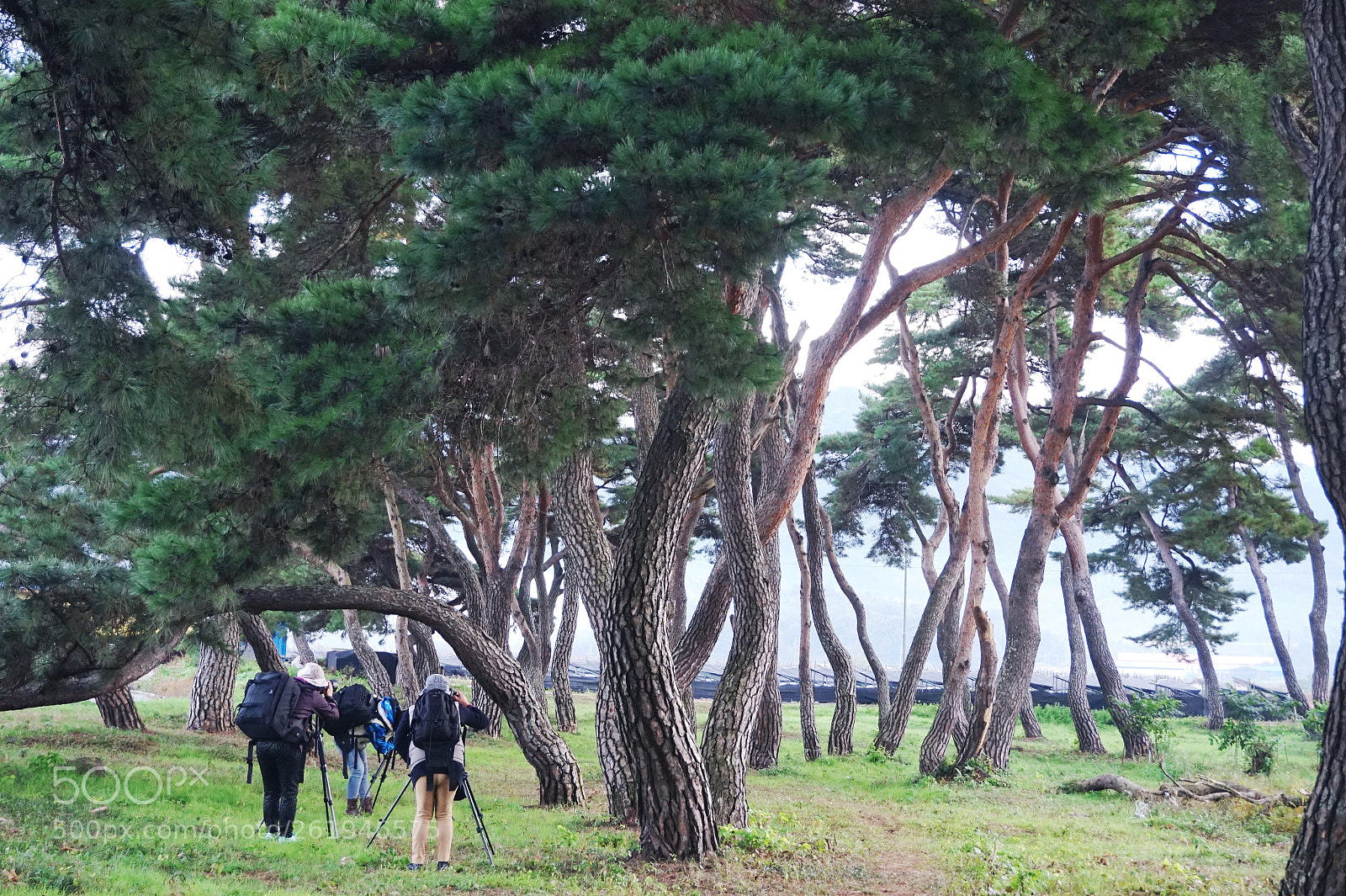 Sony Alpha a5000 (ILCE 5000) sample photo. Potographer in the pine photography