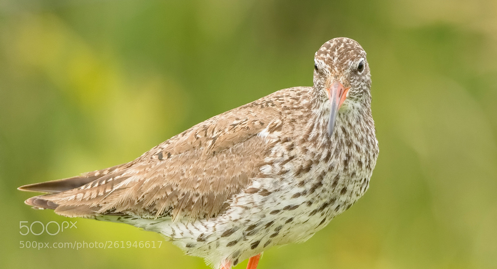 Canon EOS 7D Mark II sample photo. Redshank photography