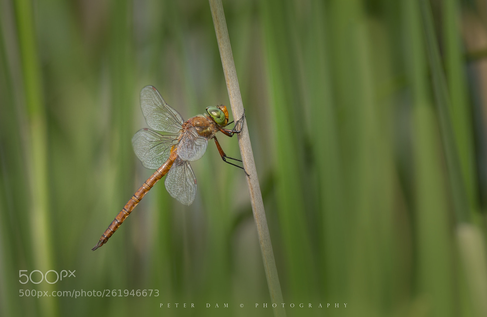 Canon EOS-1D X sample photo. Green eyed hawker photography