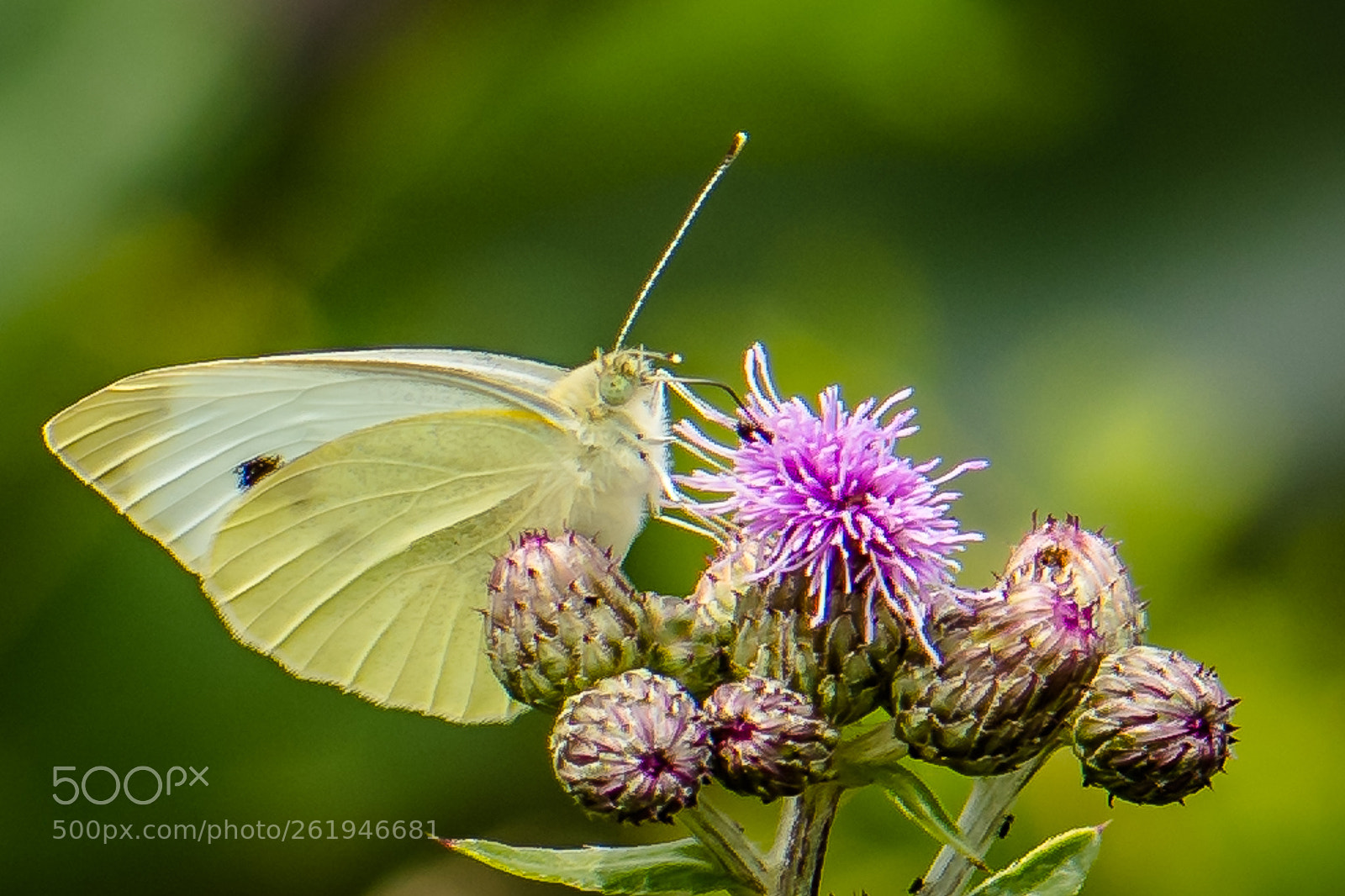 Nikon D500 sample photo. Butterfly  photography