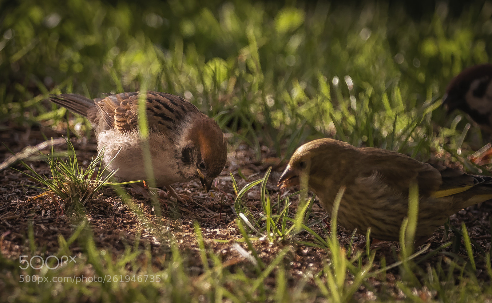 Canon EOS 5D Mark IV sample photo. Eurasian tree sparrow photography