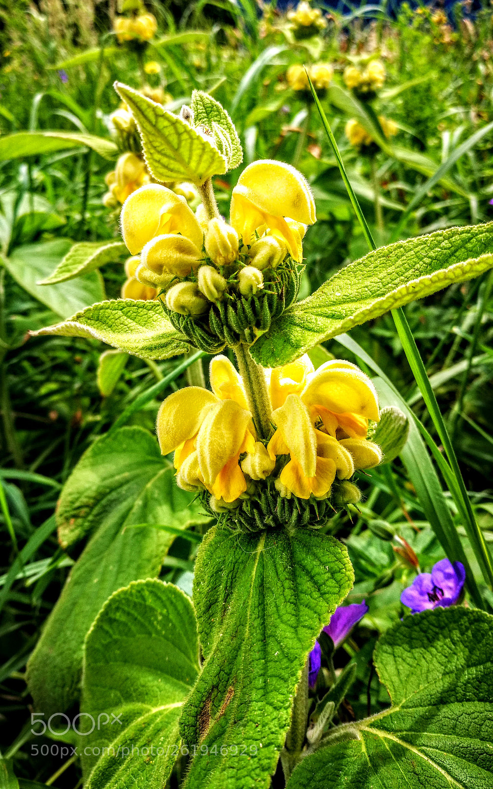 HUAWEI P9 sample photo. Garden holland photography
