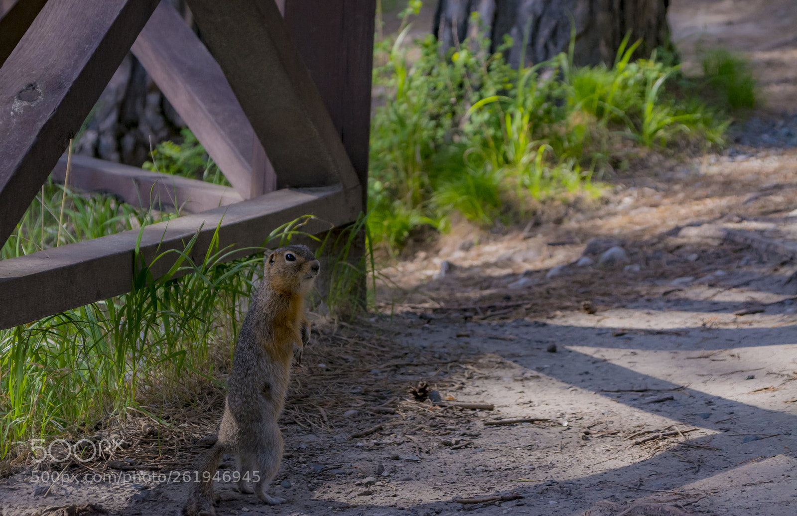 Nikon D5200 sample photo. Cute chipmunk photography