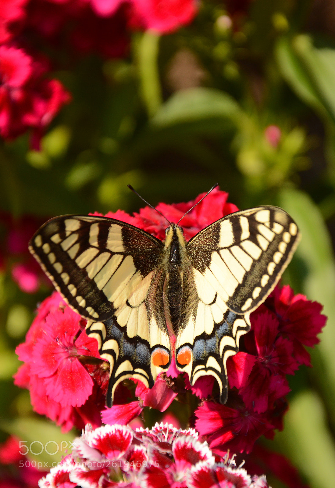 Nikon D7100 sample photo. Papilio machaon photography
