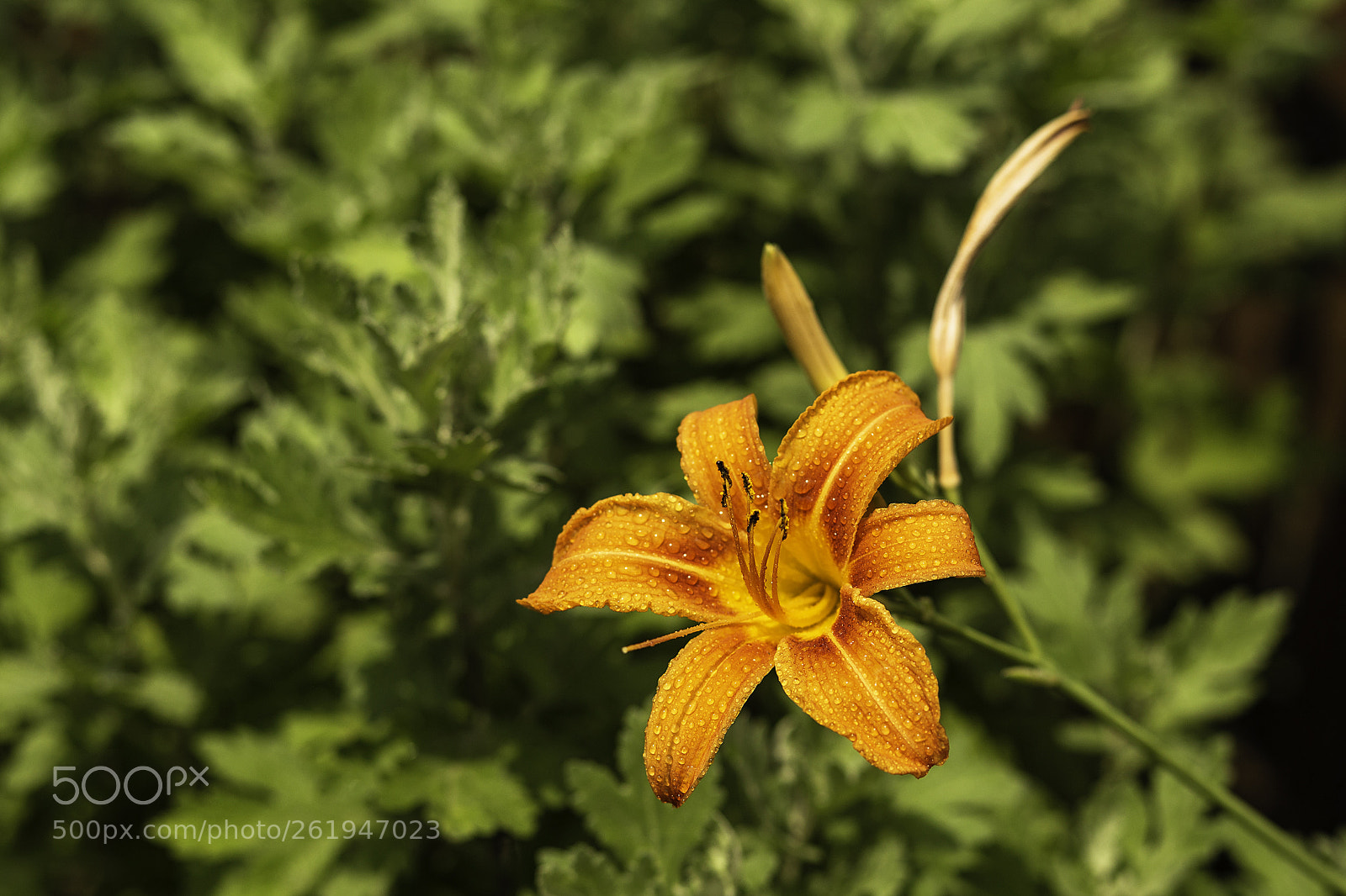 Canon EOS 6D sample photo. Flower photography