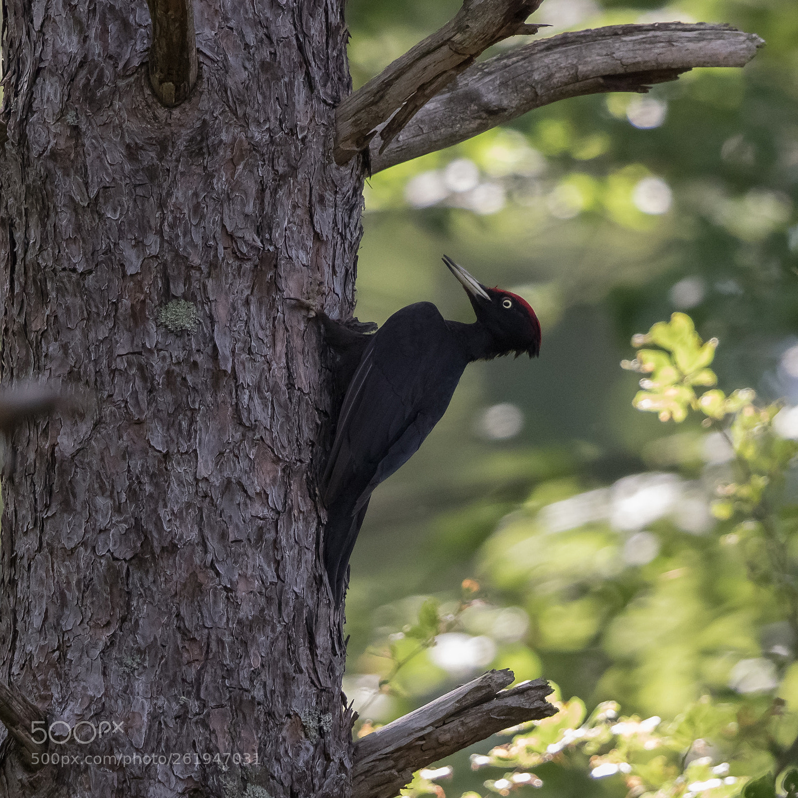 Canon EOS 7D Mark II sample photo. The beautiful black photography