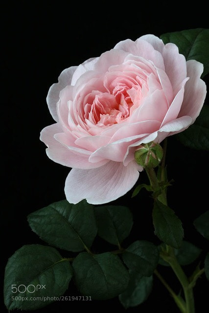 Canon EOS 7D Mark II sample photo. English rose photography