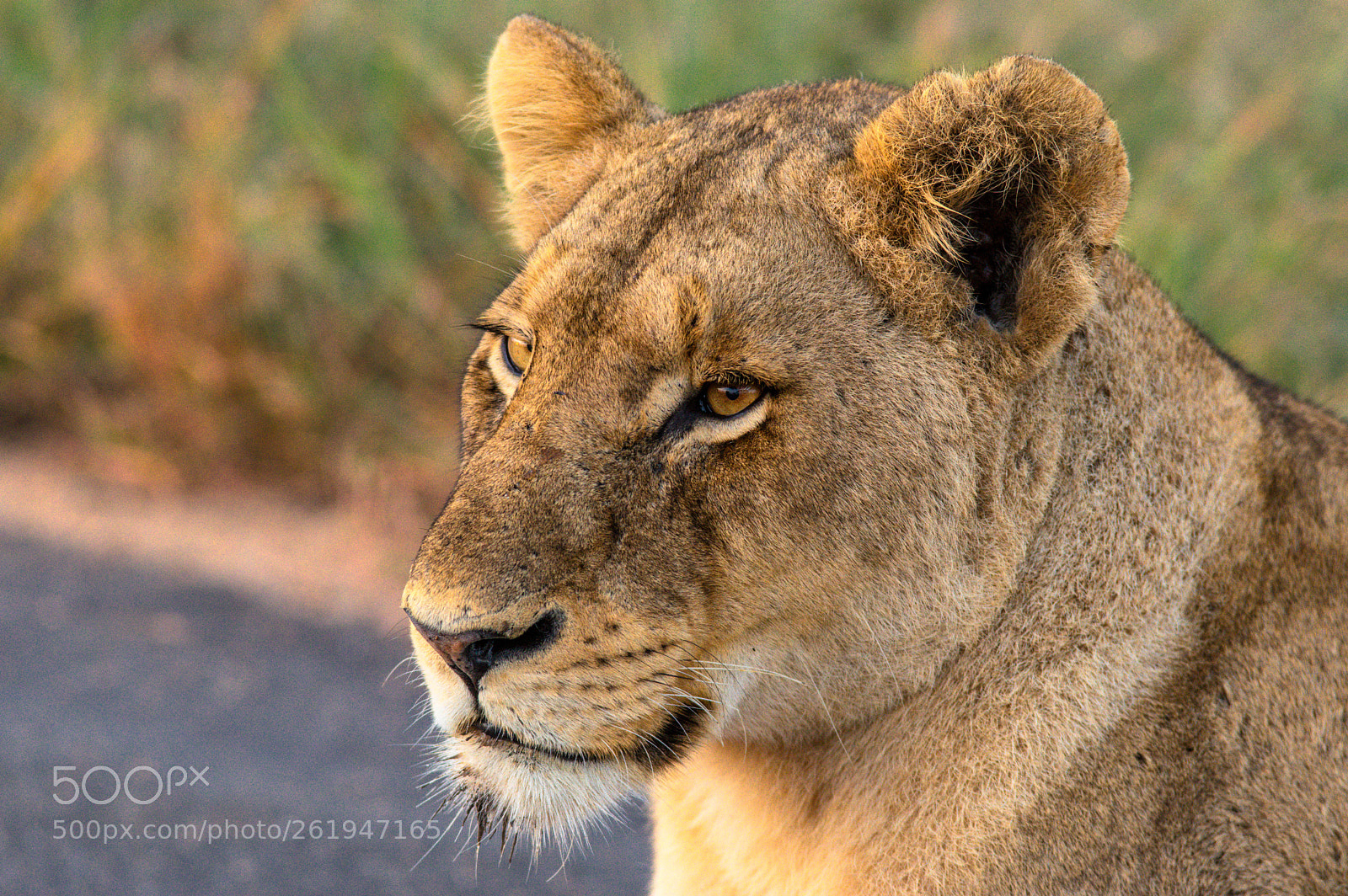 Pentax K-3 sample photo. Very close lioness... photography