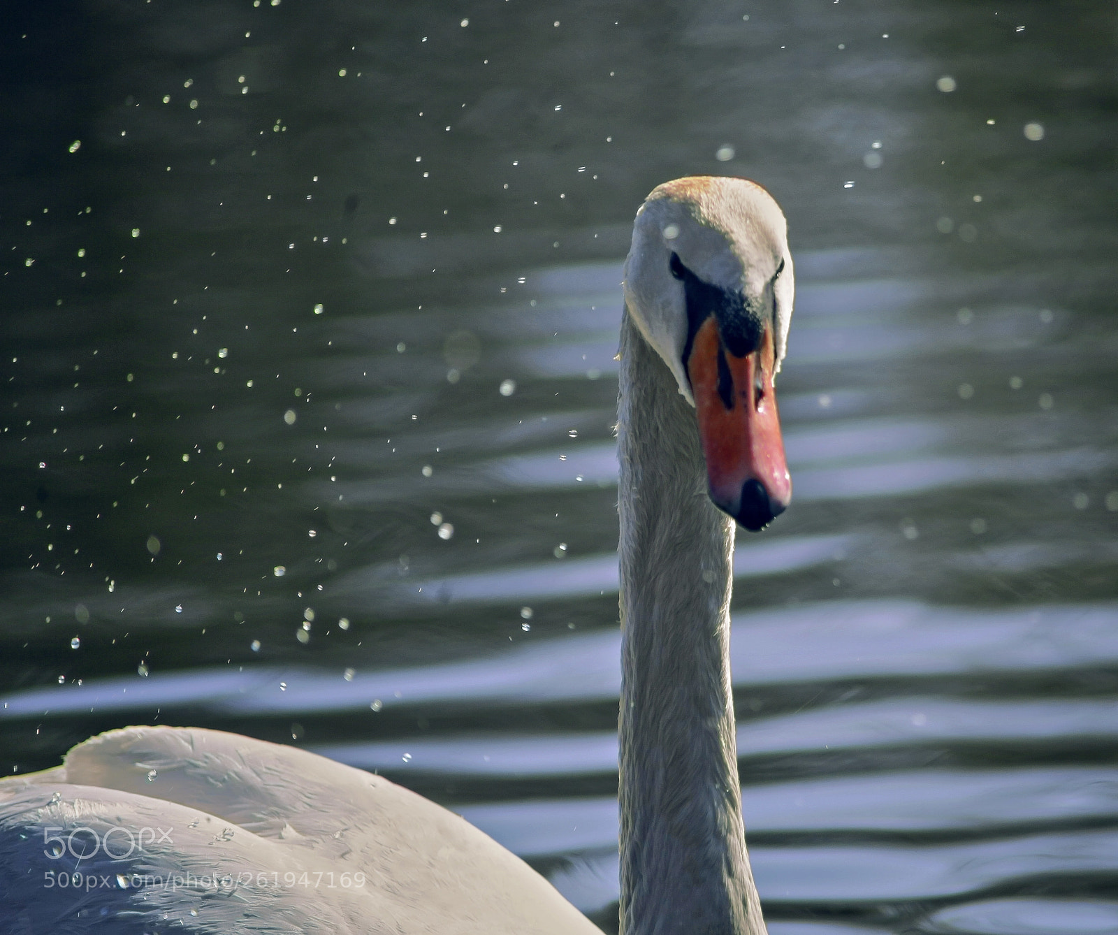 Canon EOS 5D Mark II sample photo. Swan photography