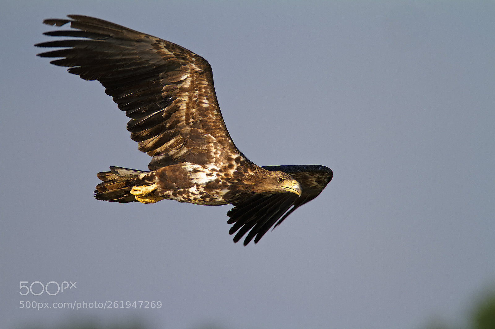 Canon EOS 7D sample photo. Young white-tailed eagle photography