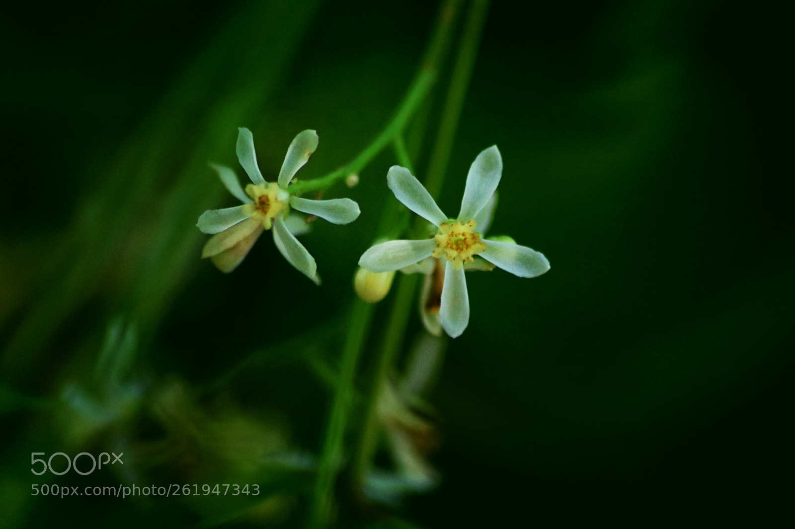 Canon EOS 750D (EOS Rebel T6i / EOS Kiss X8i) sample photo. Little flowers photography