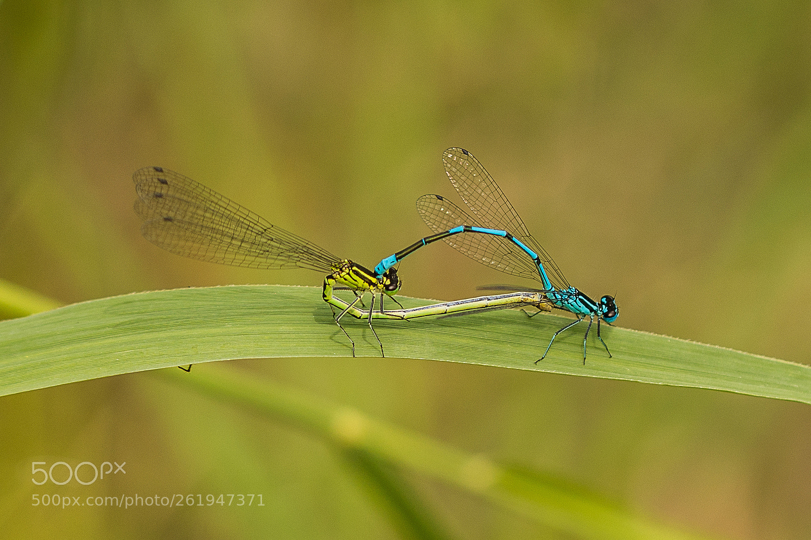 Canon EOS 5D Mark IV sample photo. Mating dragonflies photography