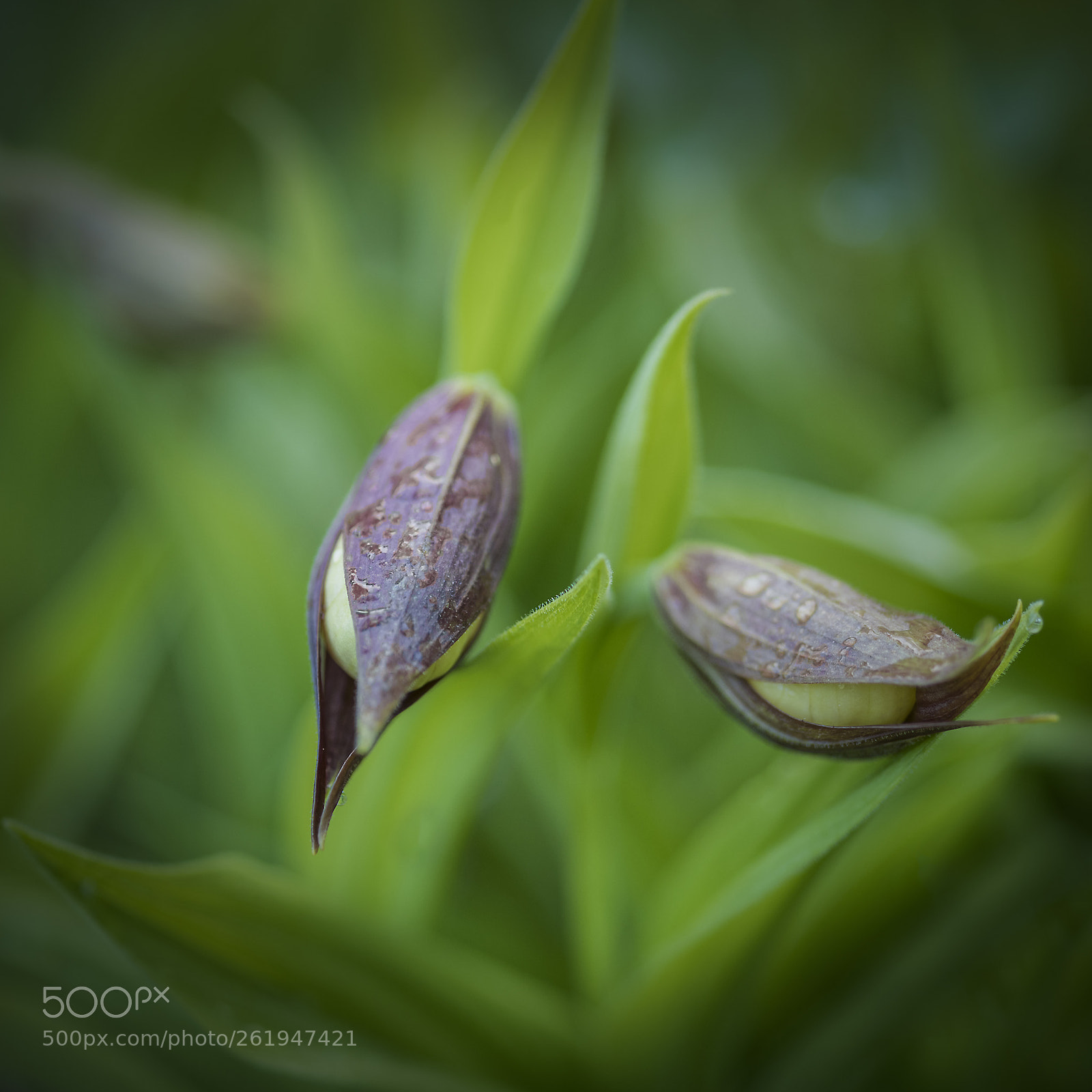 Nikon D850 sample photo. Marisko  cypripedium calceolus photography