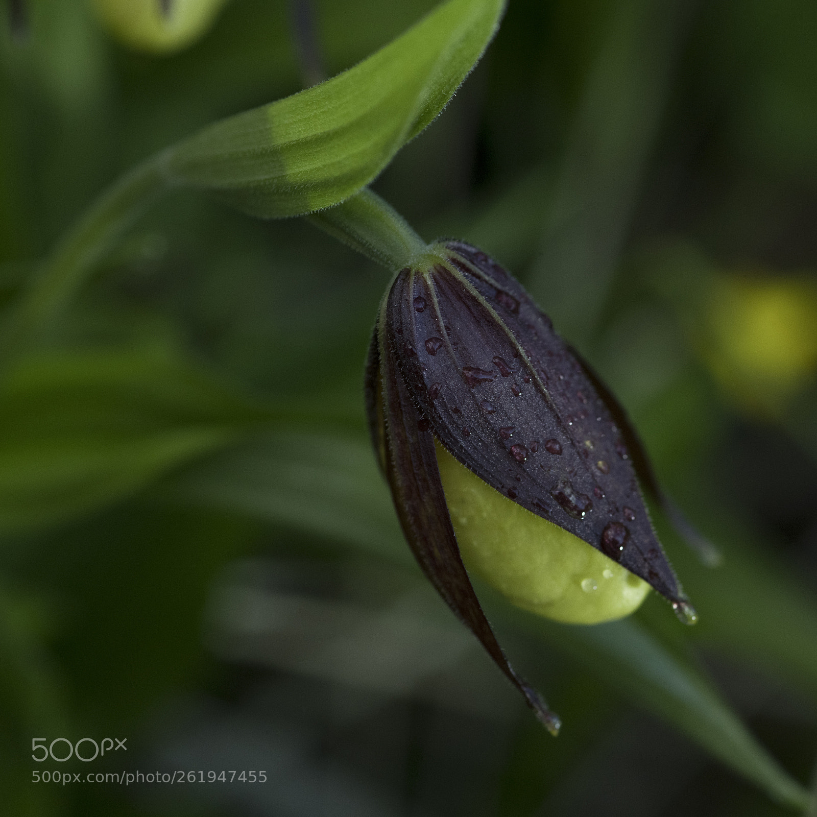 Nikon D850 sample photo. Marisko  cypripedium calceolus, knopp photography