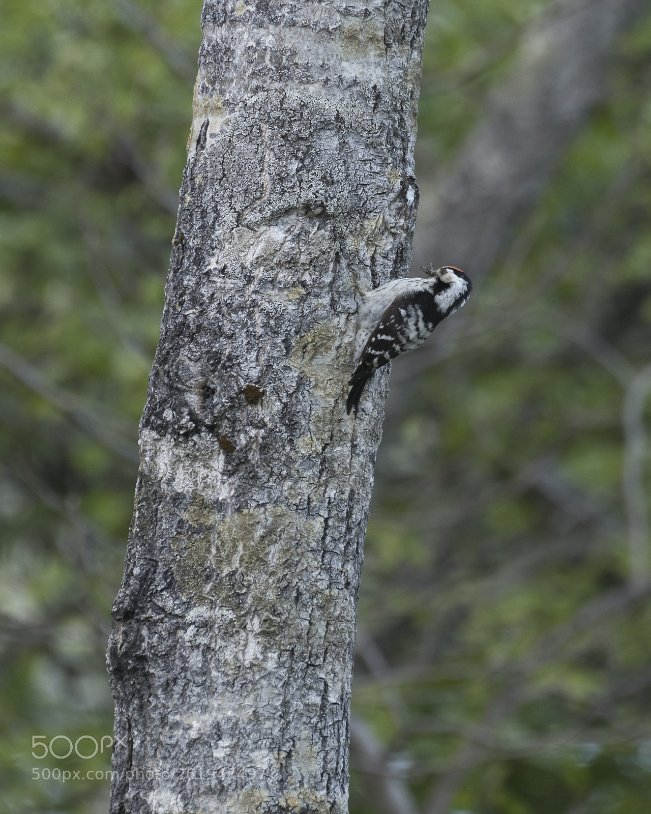 Nikon D850 sample photo. Dvergspett dendrocopos minor photography
