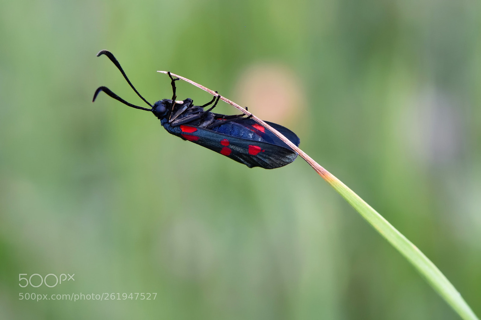 Nikon D7200 sample photo. Zygaena filipendulae photography