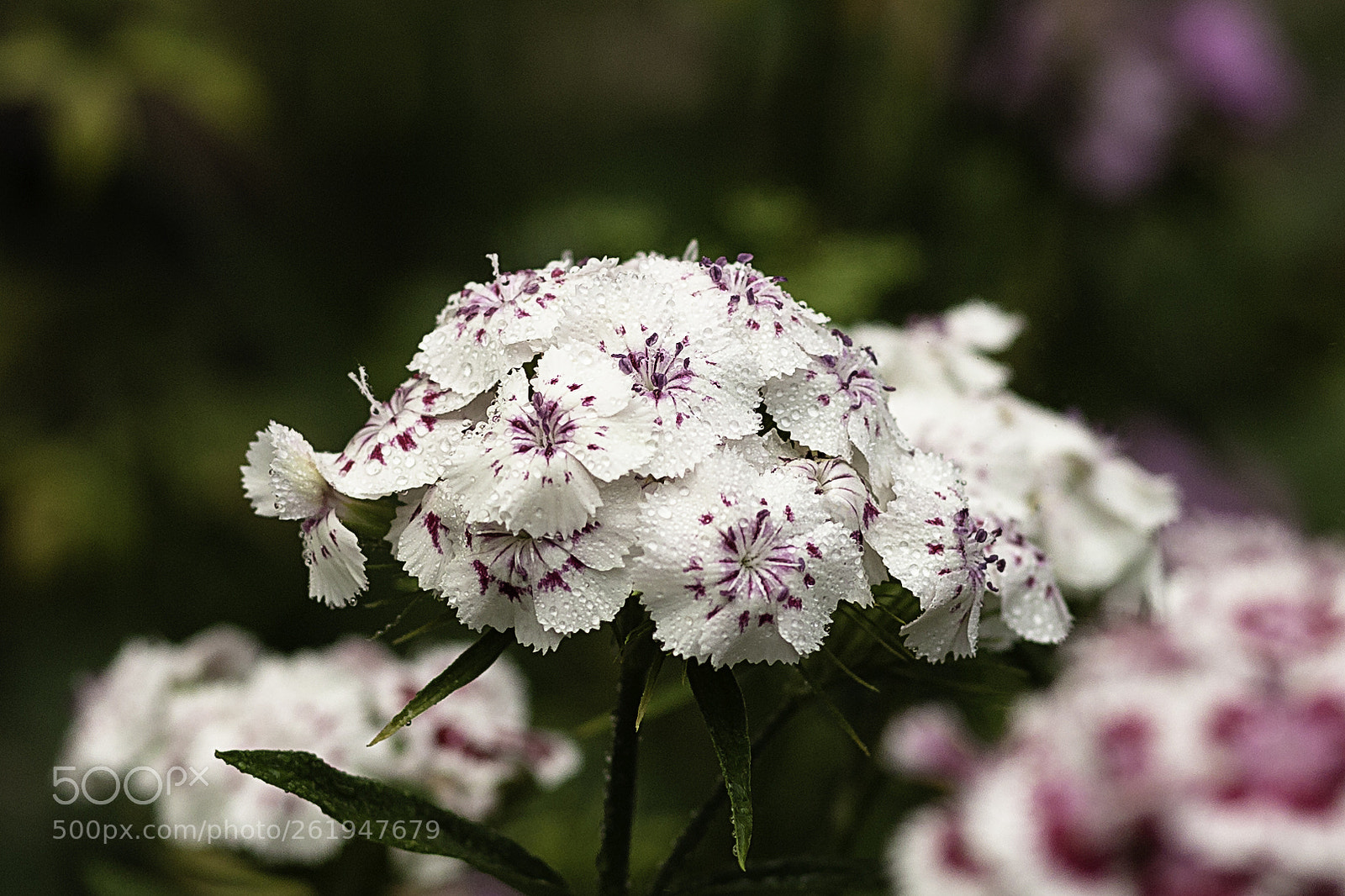 Canon EOS 6D sample photo. Flower photography