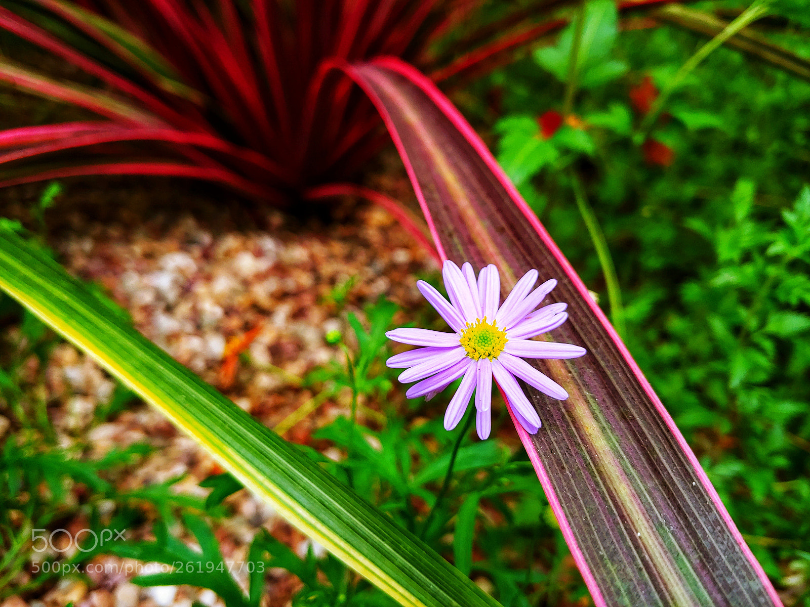 LG G7 THINQ sample photo. Blossom !!! photography