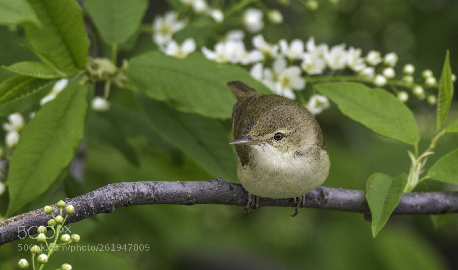Canon EOS 60D sample photo. Blyth's reed warbler photography