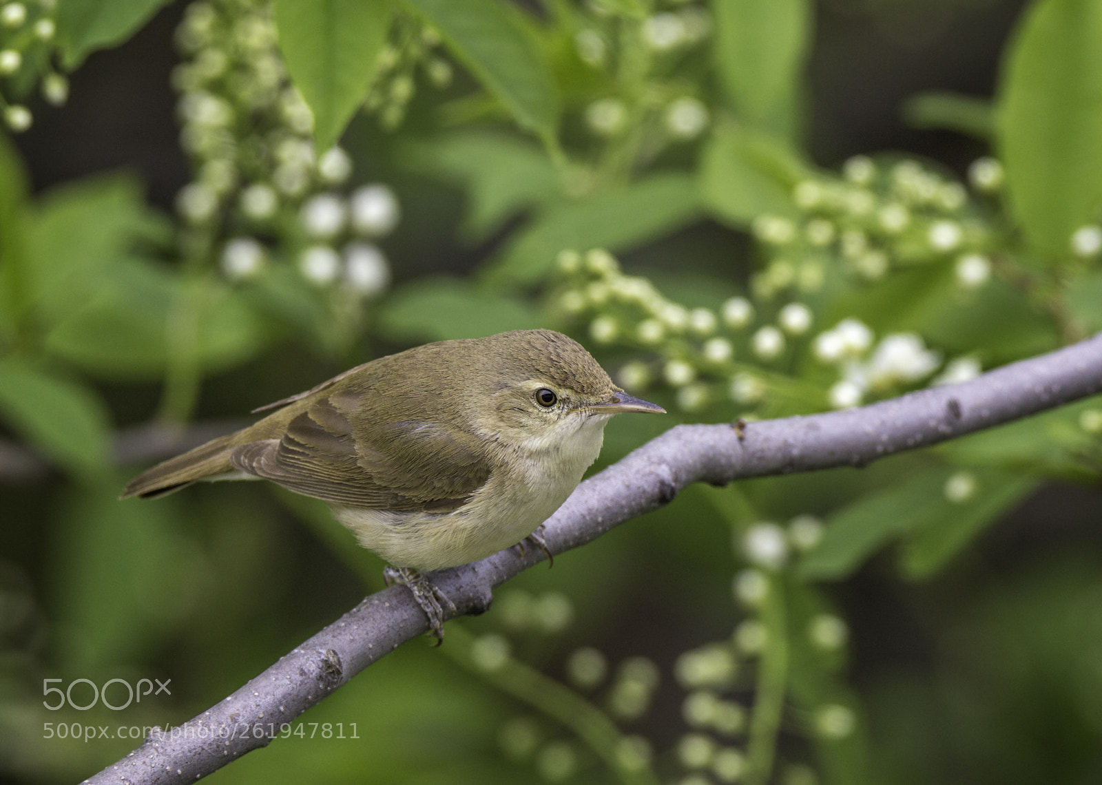 Canon EOS 60D sample photo. Blyth's reed warbler photography