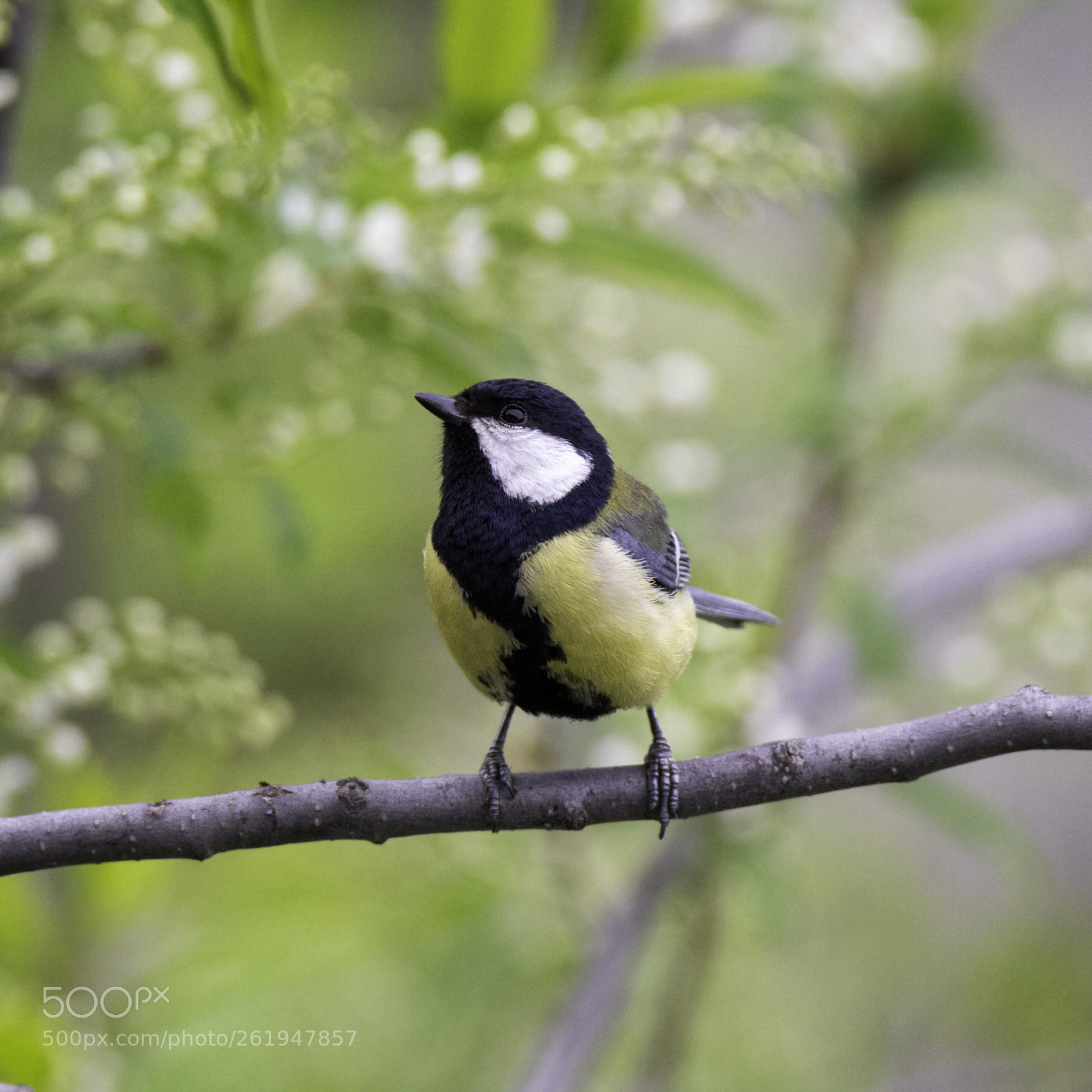 Canon EOS 60D sample photo. Great tit photography