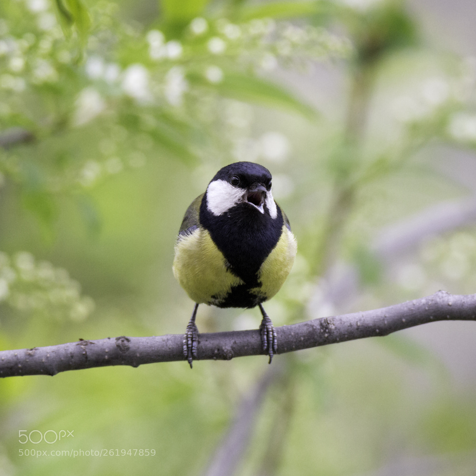Canon EOS 60D sample photo. Great tit photography