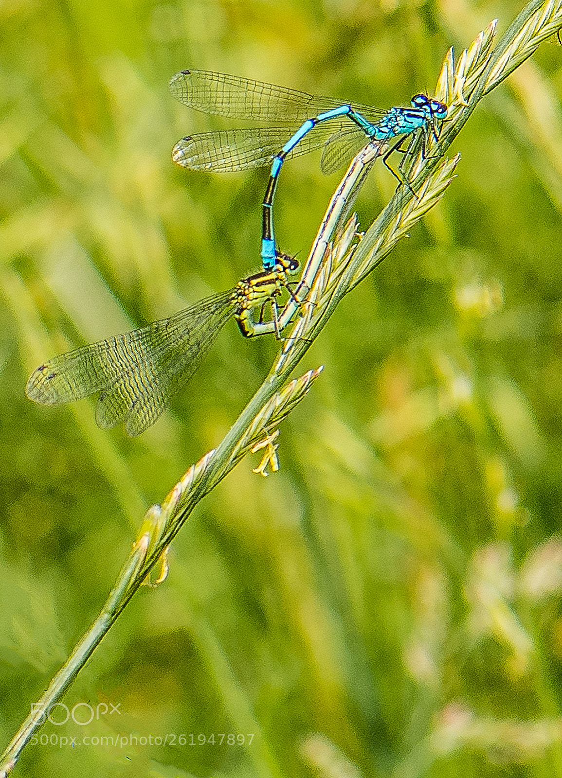 Nikon D500 sample photo. Dragon fly photography