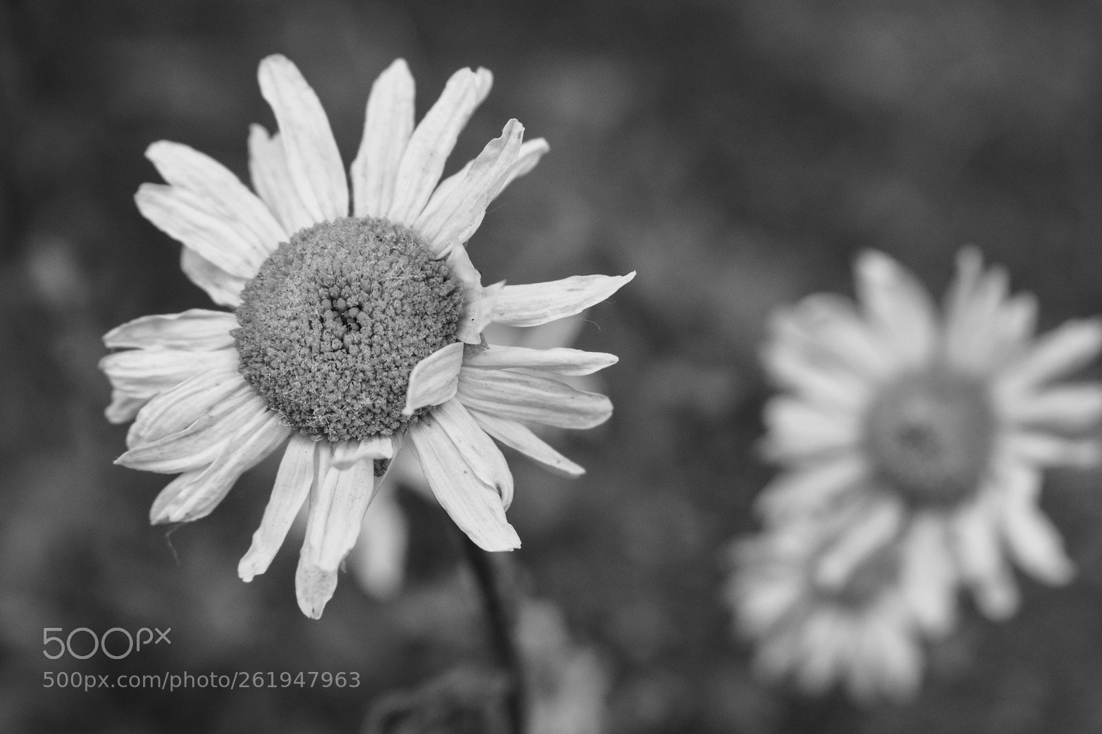 Nikon D5300 sample photo. Black&white flower photography