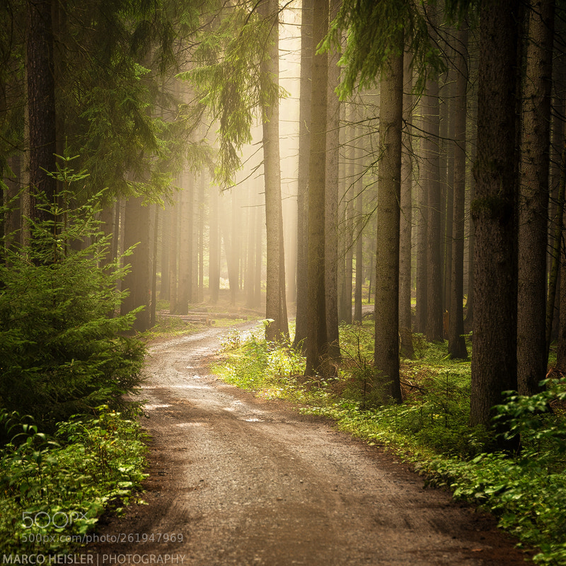 Nikon D800 sample photo. Morning light photography