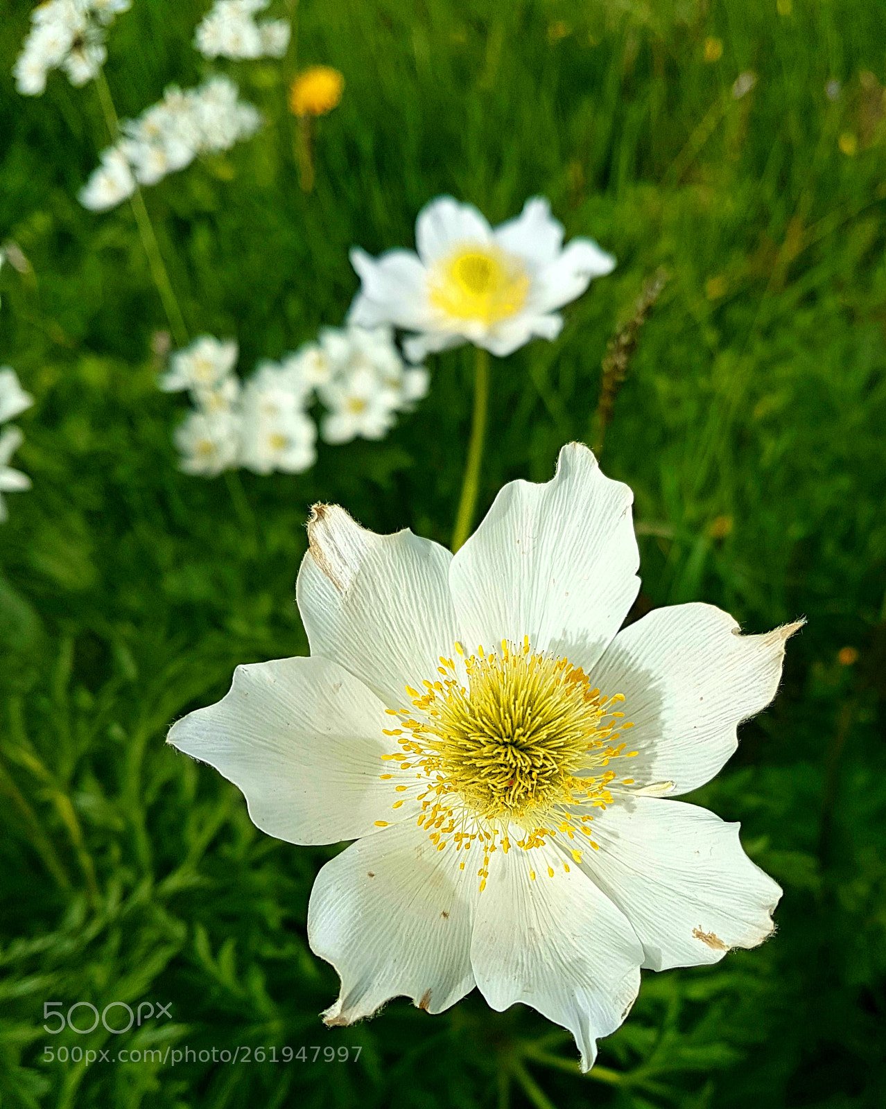 Samsung Galaxy S7 sample photo. White beauty photography