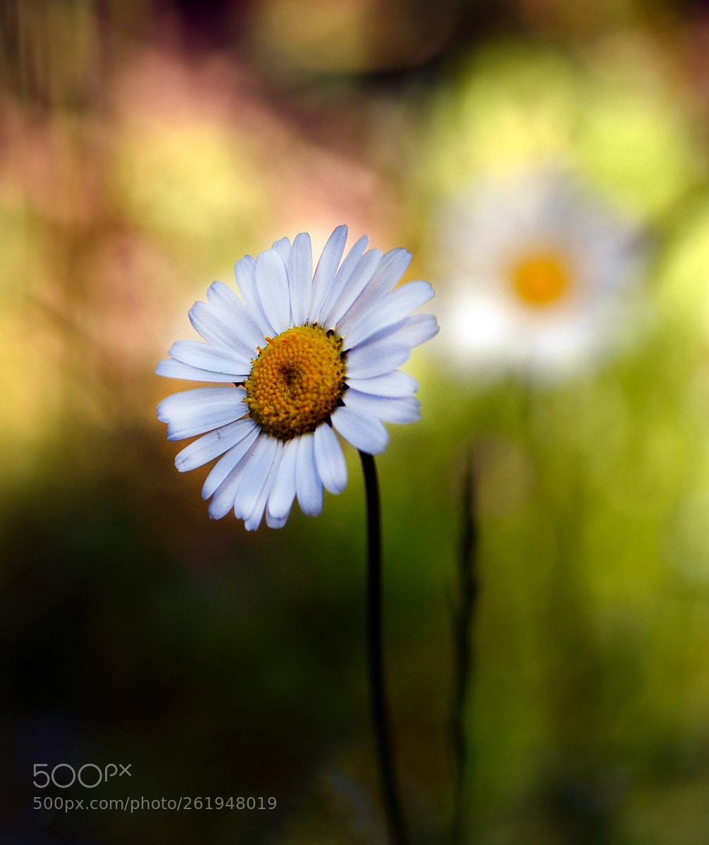 Nikon D7100 sample photo. Papatya photography
