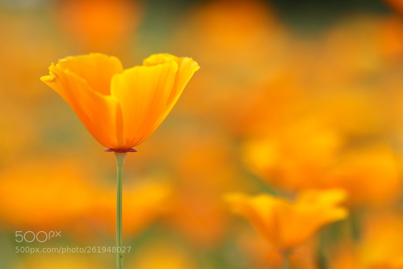 Canon EOS M50 (EOS Kiss M) sample photo. Orange photography