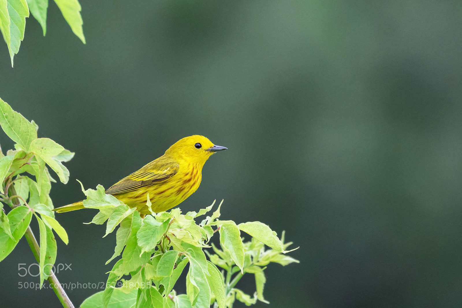 Nikon D500 sample photo. Male yellow warbler photography