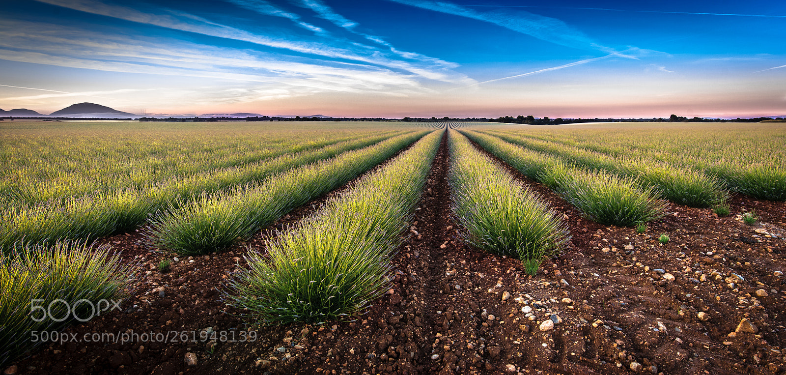 Nikon D750 sample photo. Lavender photography