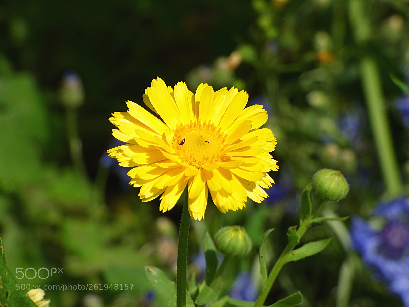 Panasonic DMC-FZ72 sample photo. Calendula officinalis photography