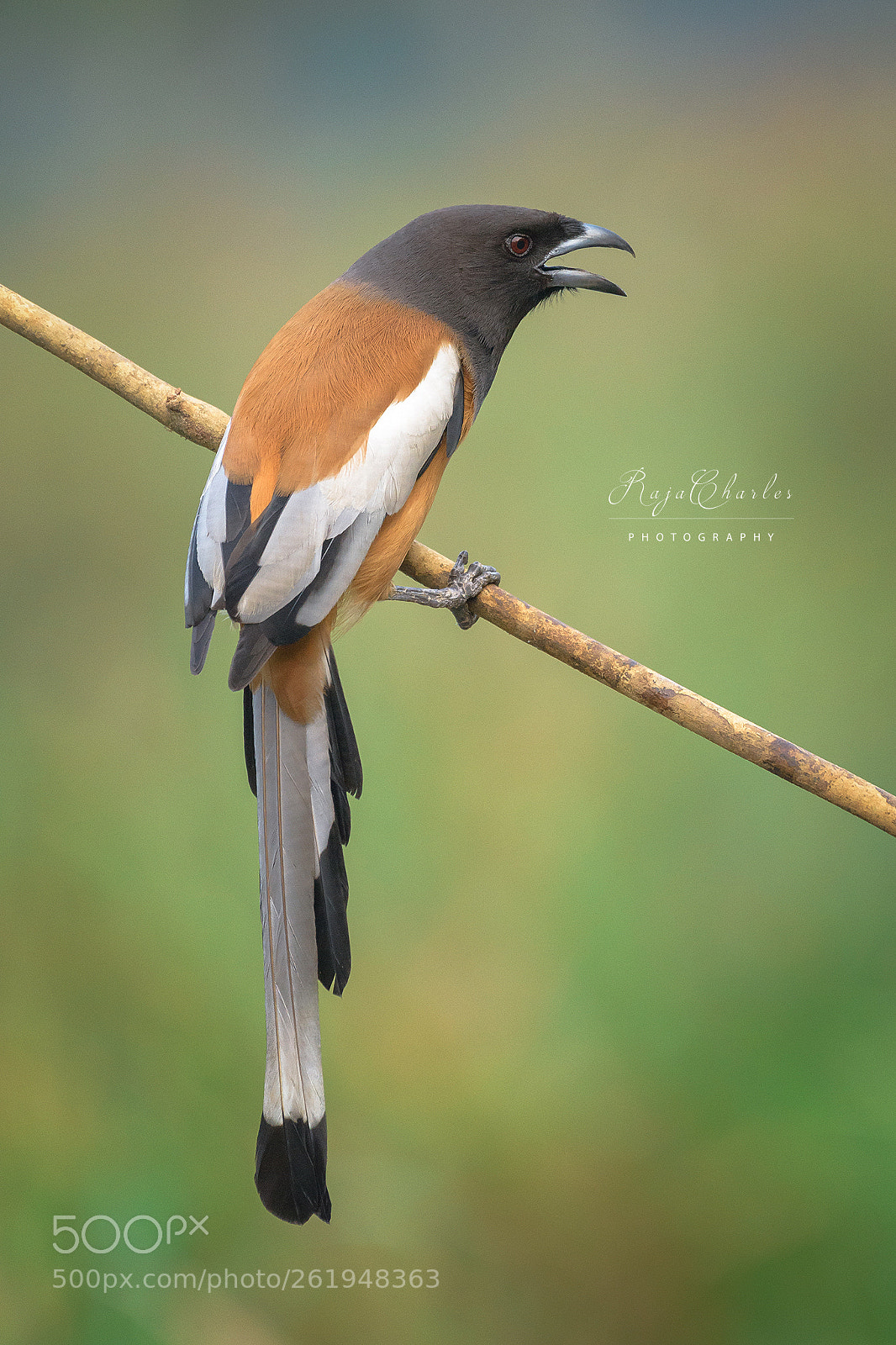Nikon D810 sample photo. Rufous treepie photography