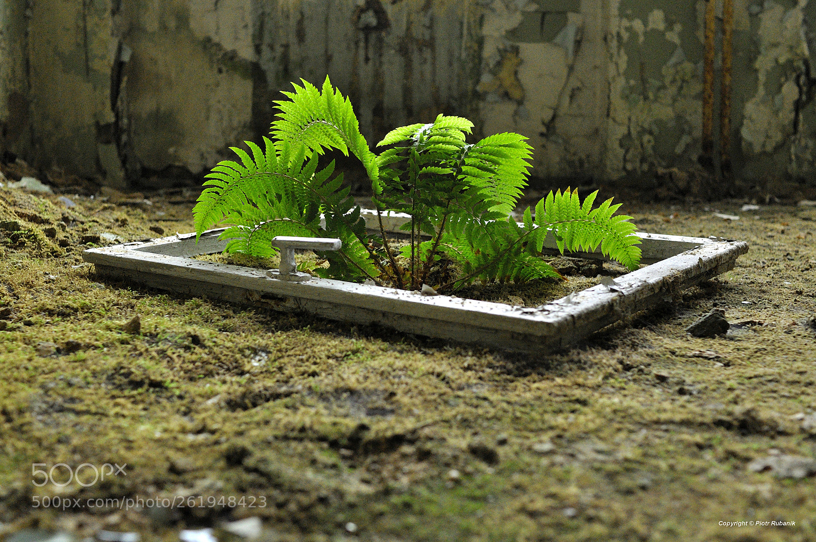 Nikon D90 sample photo. Microworld... photography