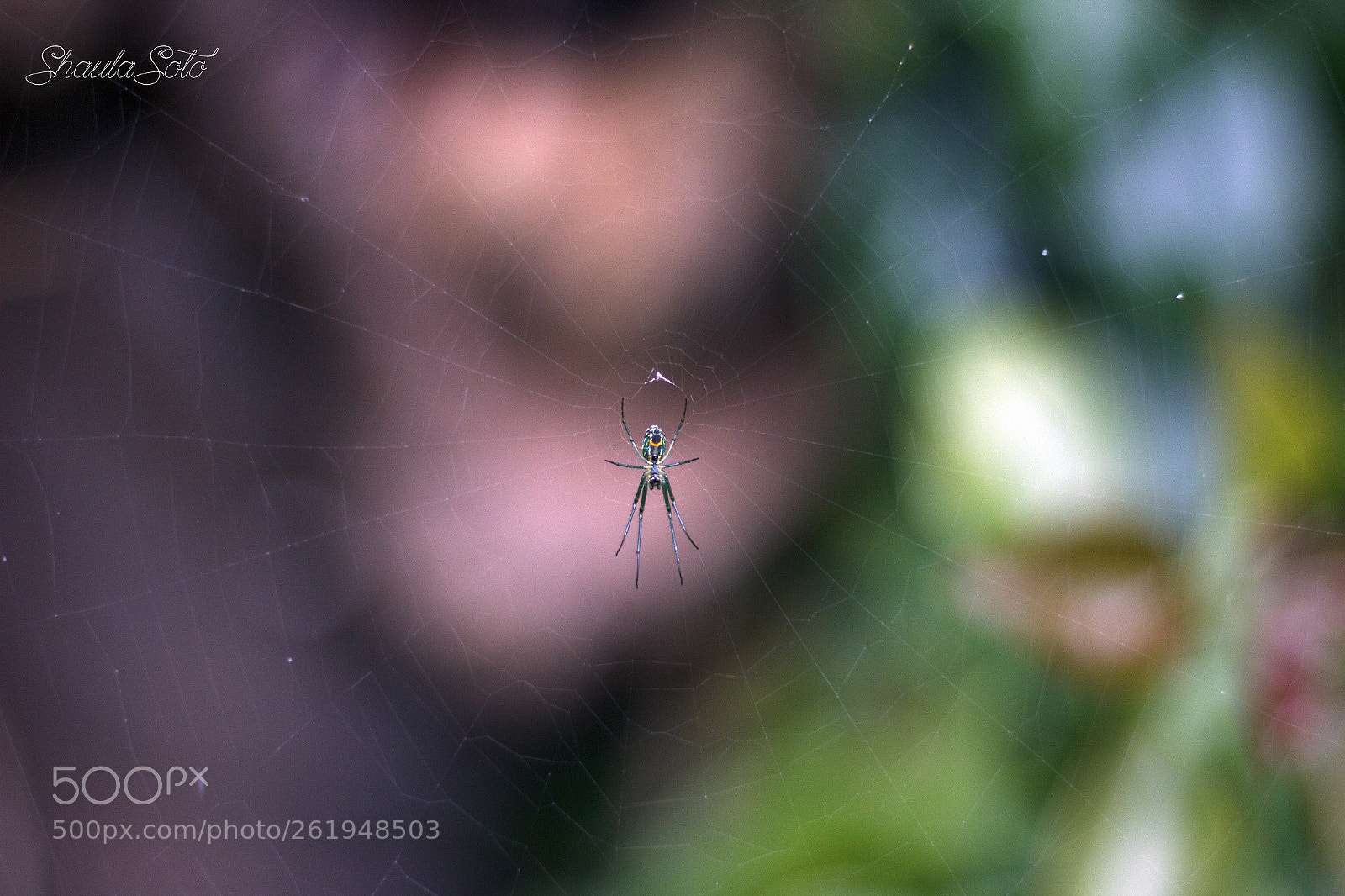 Canon EOS 600D (Rebel EOS T3i / EOS Kiss X5) sample photo. Spider photography