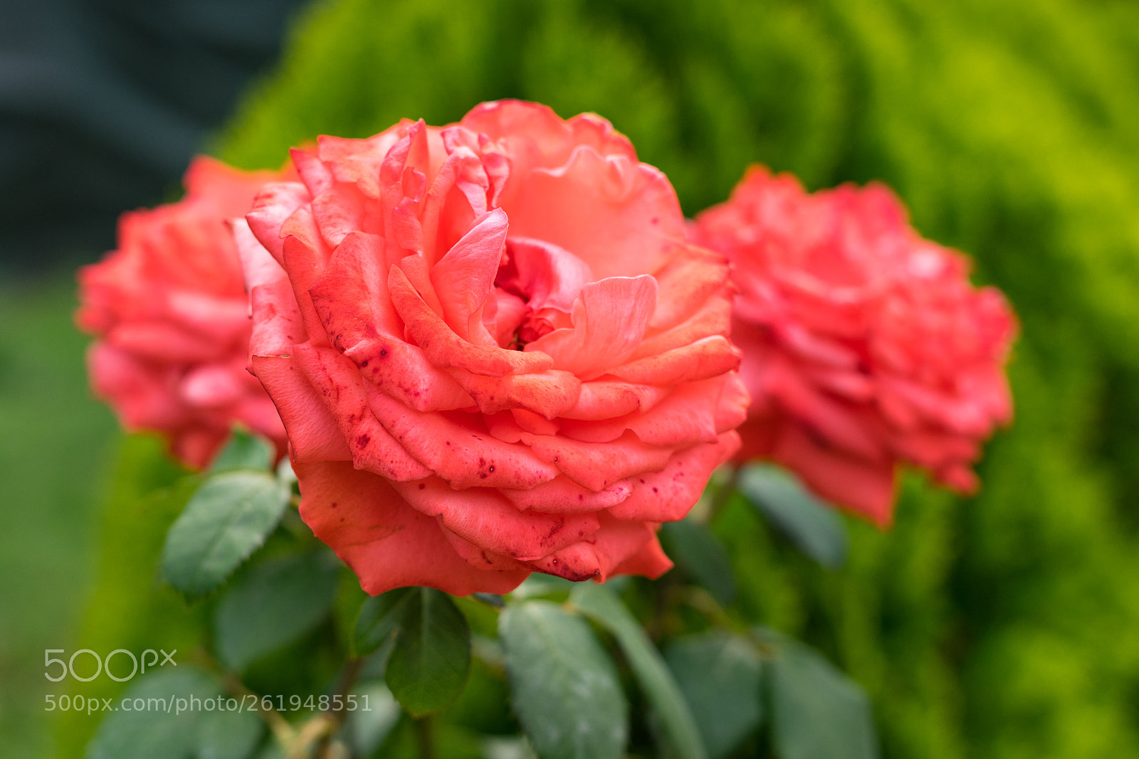 Sony a7 II sample photo. Dsc photography