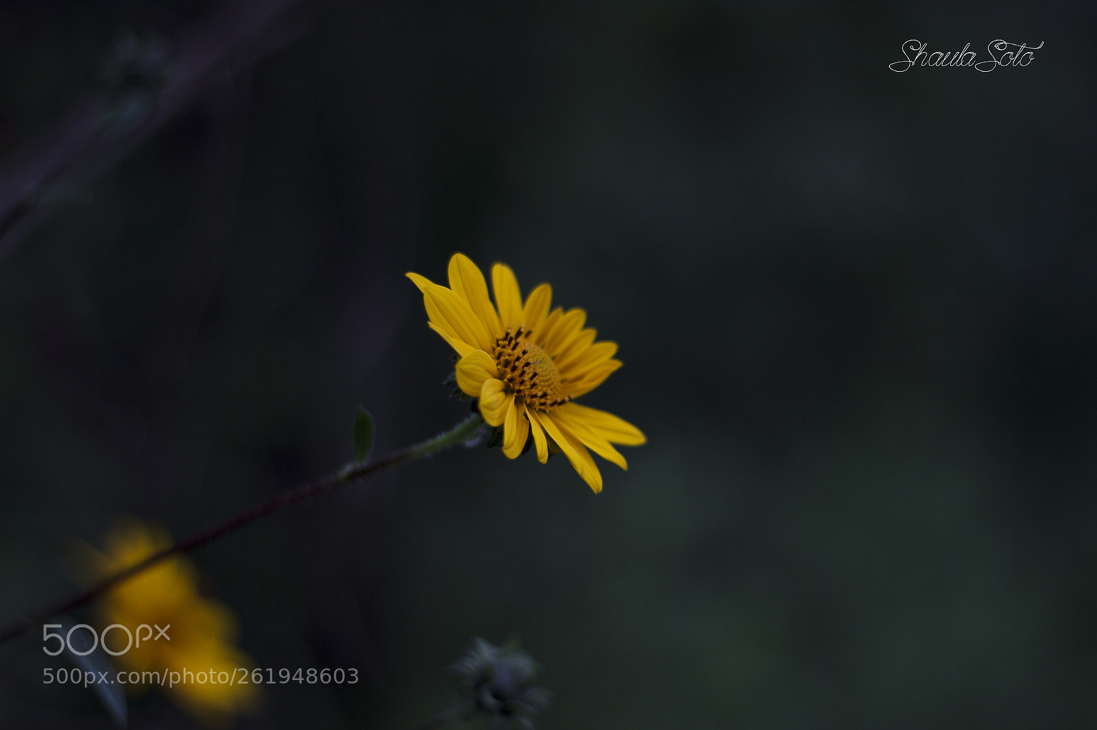 Canon EOS 600D (Rebel EOS T3i / EOS Kiss X5) sample photo. Yellow photography