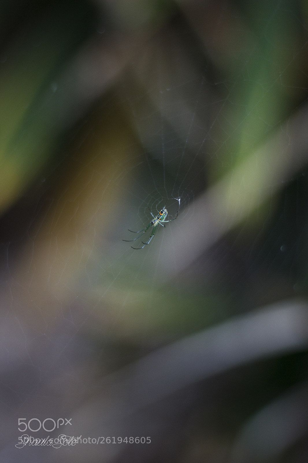 Canon EOS 600D (Rebel EOS T3i / EOS Kiss X5) sample photo. Spider web photography