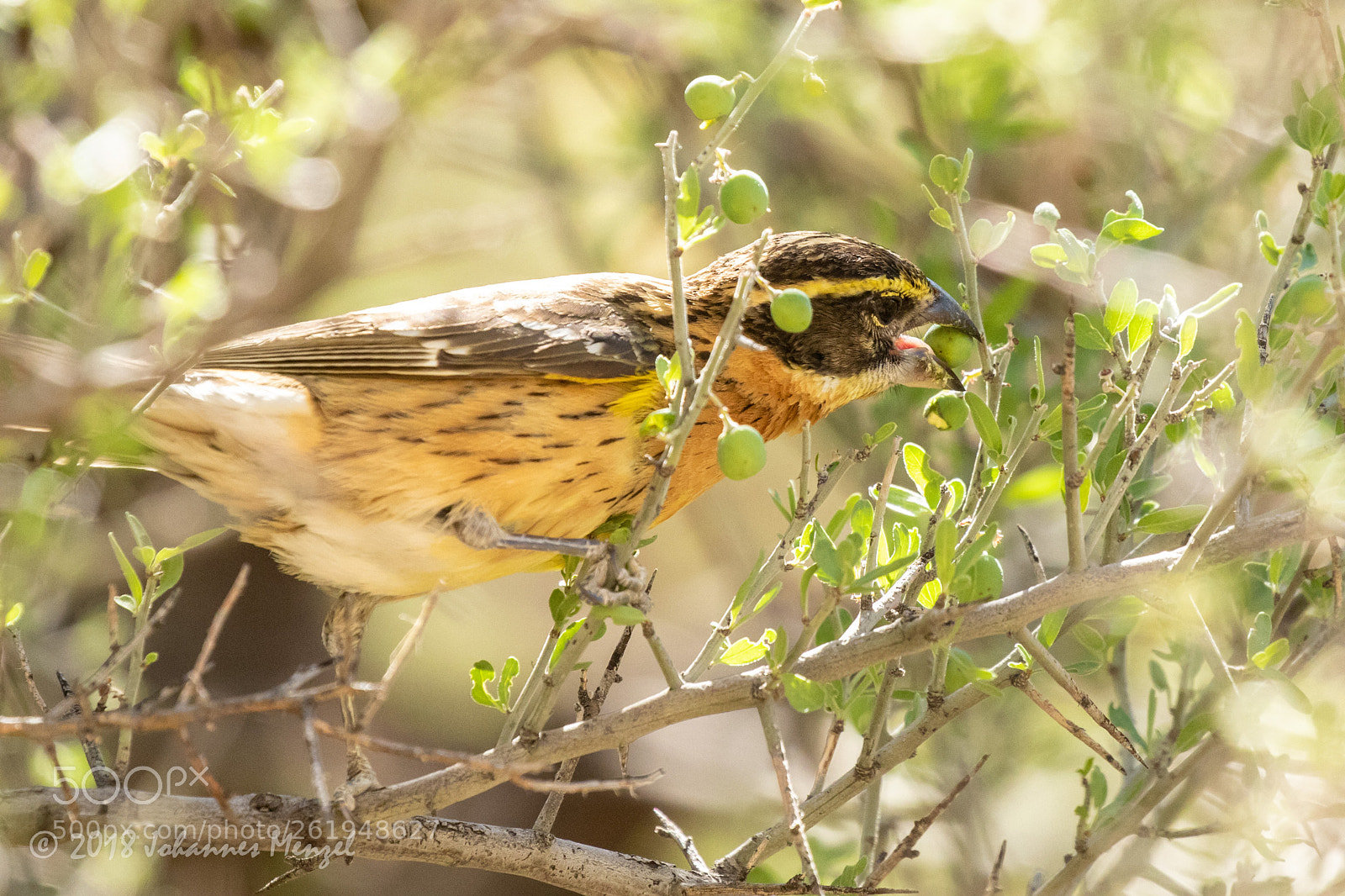 Canon EOS 7D Mark II sample photo. Eating bird photography