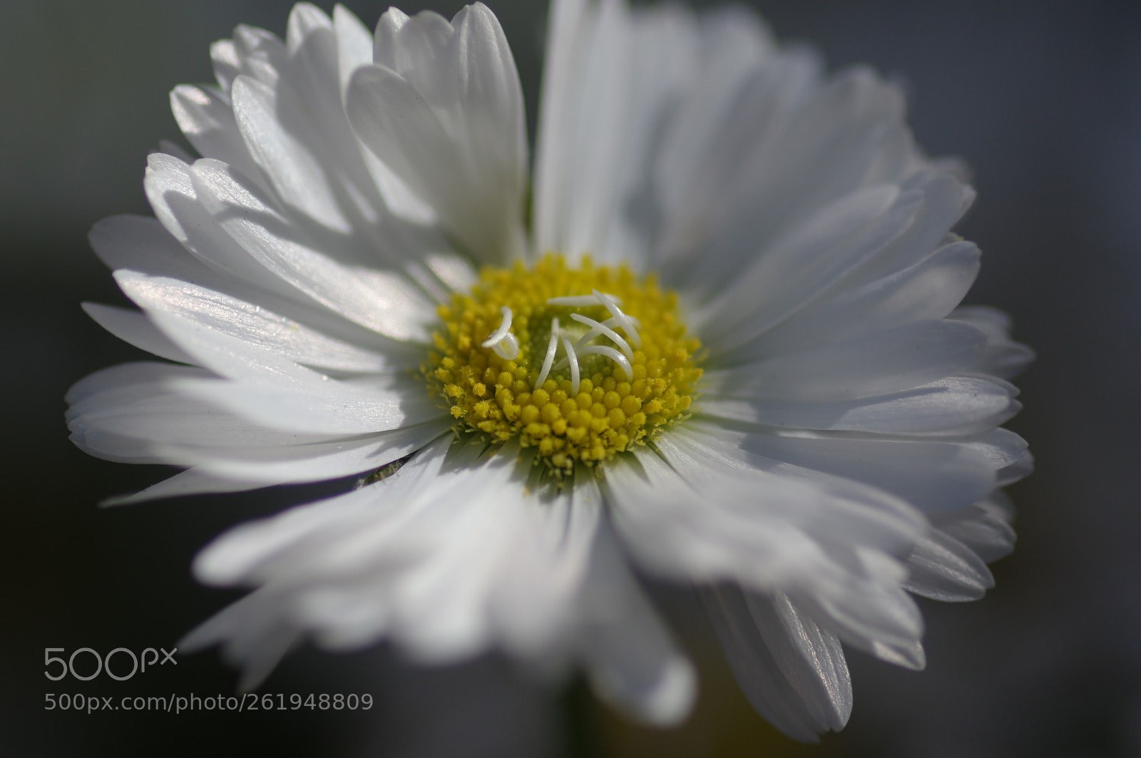 Pentax smc D-FA 100mm F2.8 Macro WR sample photo. White daisy photography