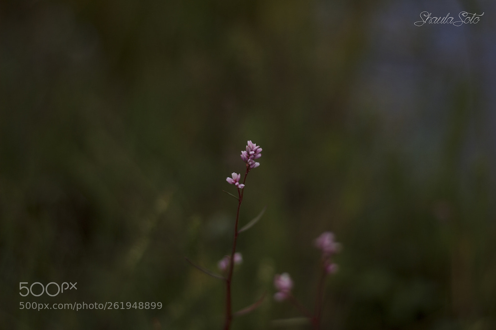 Canon EOS 600D (Rebel EOS T3i / EOS Kiss X5) sample photo. Little flower photography